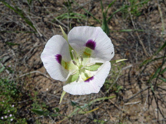 White Sego Lily