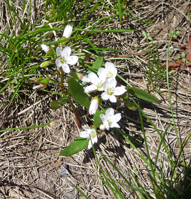 Lanceleaf Springbeauty (Clatonia lancelolata)