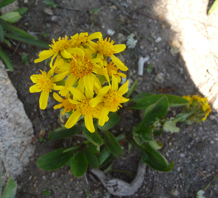 Ballhead Ragwort (Senecio sphaerocephalus)