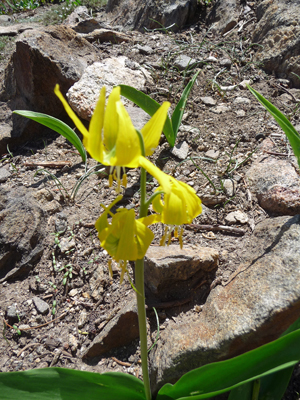 Glacier Lilies (Erythronium grandiflorum)