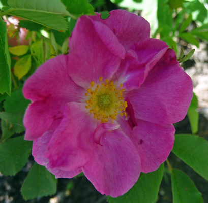 Nootka rose (Rosa nutkana)