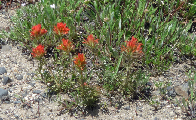 Scarlet Paintbrush (Castelleja miniata)