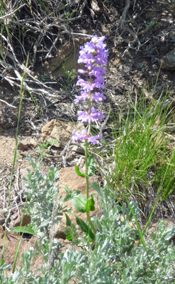 Taper-leaf Penstemon (Penstemon attenuatus)