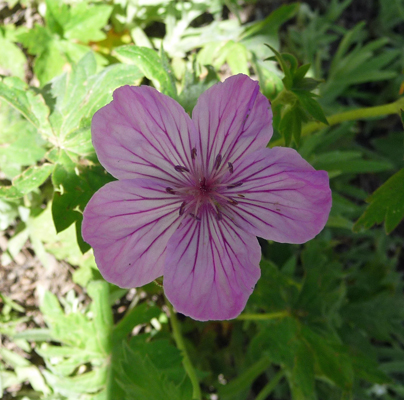 Sticky Geranium (Geranium viscosissimum )