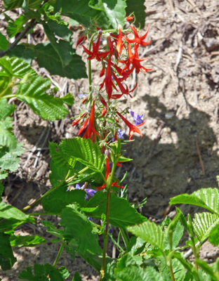 Scarlet Gilia (Ipomopsis aggregata)