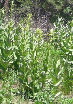 False Hellebore (Veratrum caifornicum)