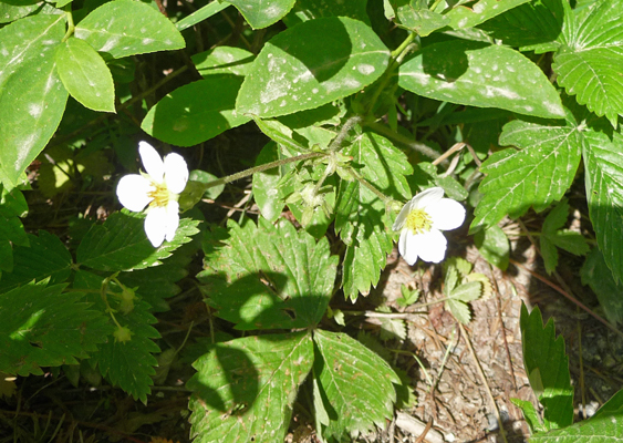 Wild Strawberries (Fragaria virginiana)