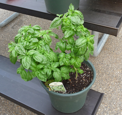 Basil plant recovered from being eaten by a ground squirrel