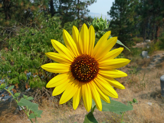 Sunflower (Helianthus annuus)