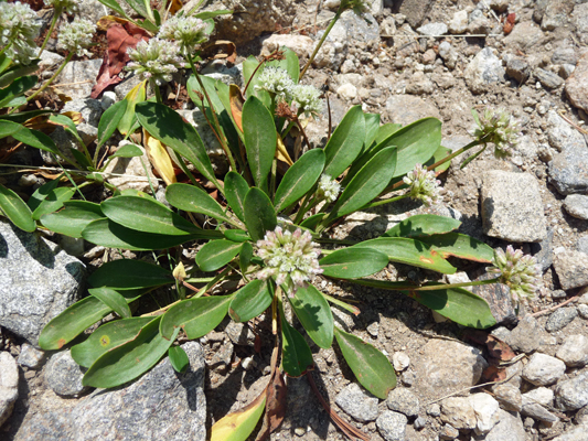 Buckwheat