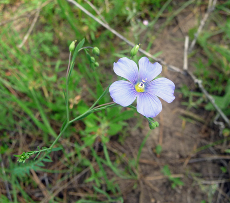 Cultivated Flax (Linum usitatissimum)