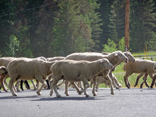 Sheep trotting past Buttercup campground Lake Cascade ID