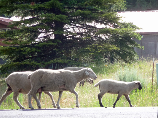 Sheep at Buttercup campground Lake Cascade ID