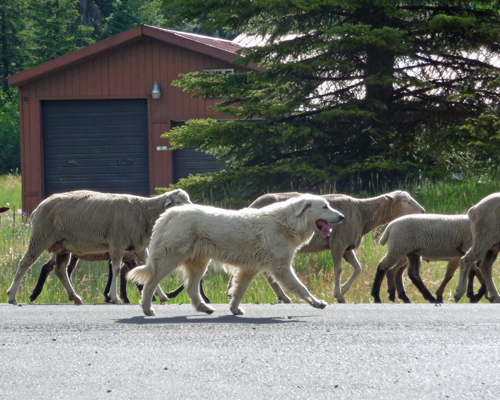 Large white sheep dog