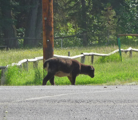 Black sheep Buttercup campground Lake Cascade ID