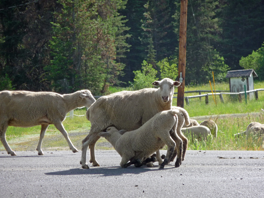 Ewe with 2 lambs nursing