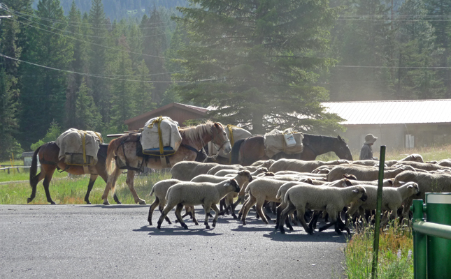 Shepherd pack animals sheep