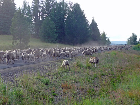 Sheep on West Mountain Rd by Buttercup Campground ID