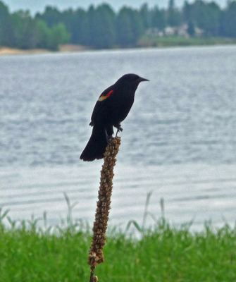 Redwing blackbird Lake Cascade ID
