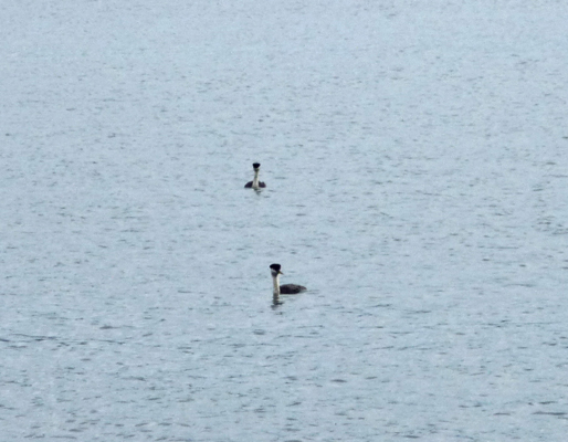 western grebes Lake Cascade ID