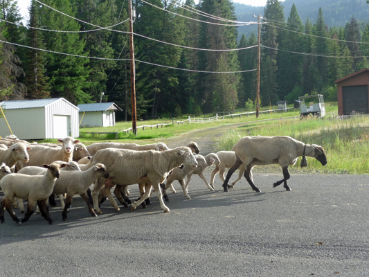 Lead sheep with bell Buttercup campground Lake Cascade ID