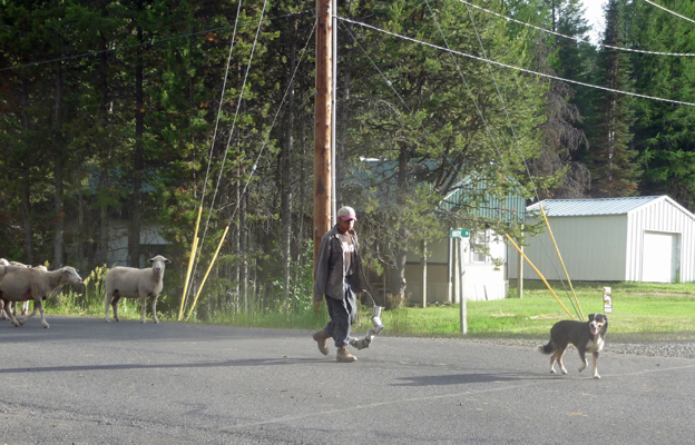 Shepherd and dog Buttercup campground Lake Cascade ID