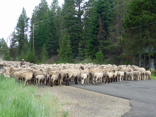Sheep turning around to join flock