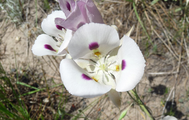 White Mariposa Lilies (Calochortus eurycarpus)