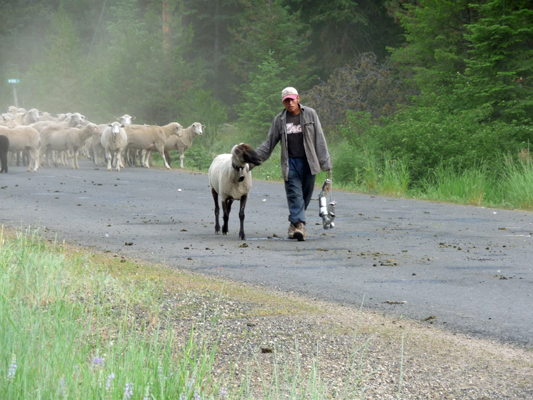 Shepherd leading belled sheep