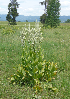 False Hellebore (Veratrum caifornicum)