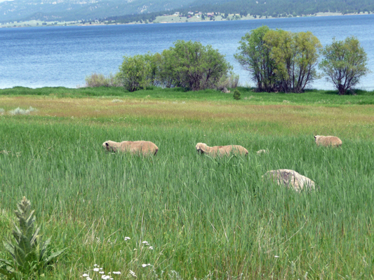 Sheep at French Creek Lake Cascade ID