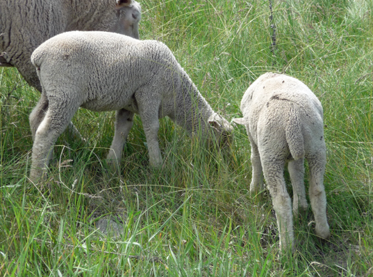 Lambs grazing near French Creek Lake Cascade ID