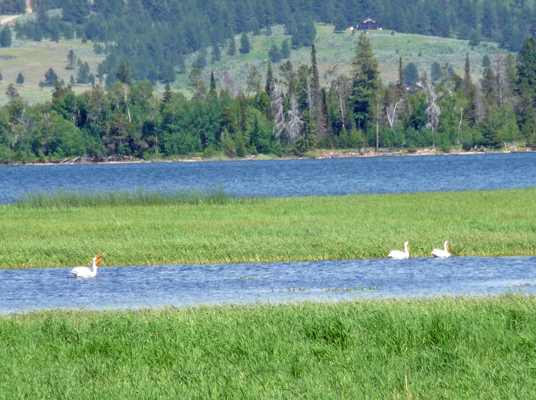 White pelicans Lake Cascade ID