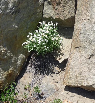 Pearly Everlasting (Anaphalis margaritacea) growing in rock