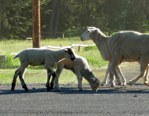 Lambs on West Mountain Rd Cascade ID