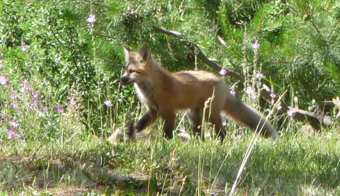 Fox kit Buttercup campground ID