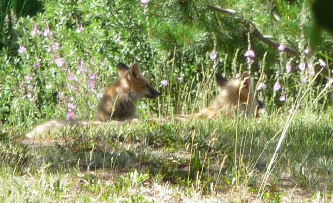 Foxes at Buttercup campground ID