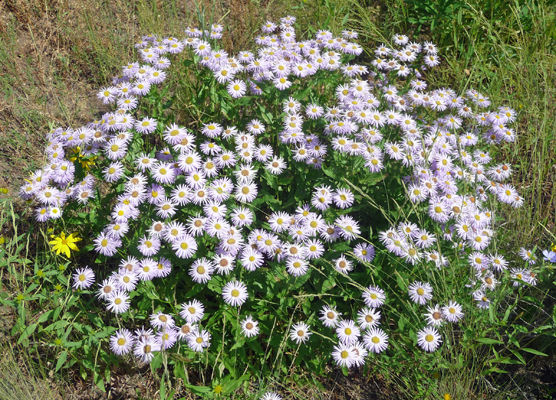 Showy Asters (Erigeron speciosus)