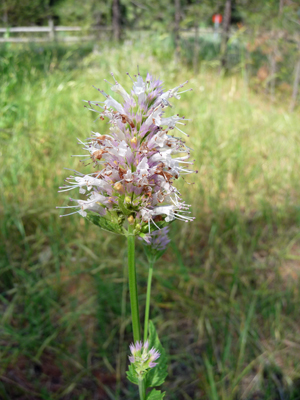 We also found some Western Horsemint (Agastache urticifolia) in bloom.