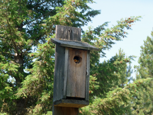 Bird house with baby swallows