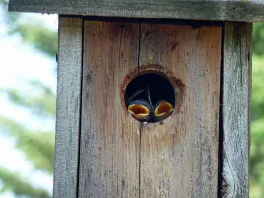 Tree swallow babies