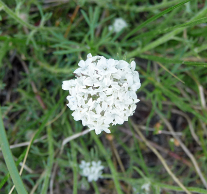 Ball-head Gilia (Ipomopsis congesta)