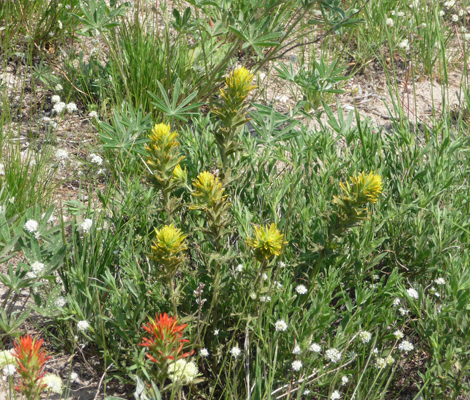 Cusick's Indian Paintbush (Castilleja cusickii)