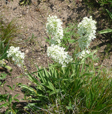 White Gentian (Frasera montana)