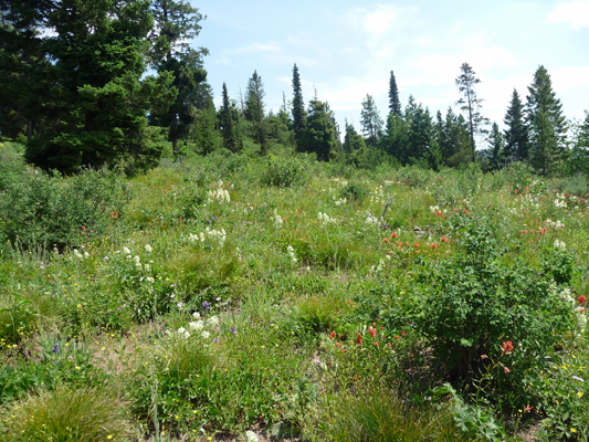 White Gentian (Frasera montana) in meadow