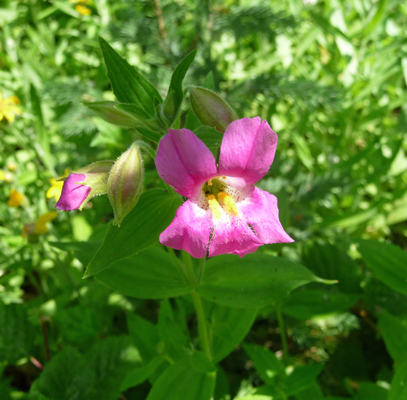 Lewis’ Monkey Flower (Mimulus lewisii)