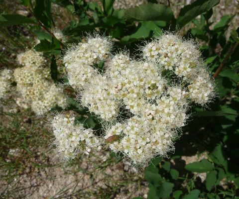 White Spirea (Spiraea betulifolia)