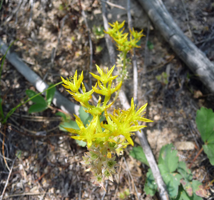 Wormleaf Stonecrop (Sedum stenopetalum)