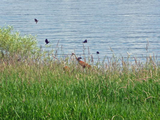 Redwing blackbirds and Sandhill Cranes