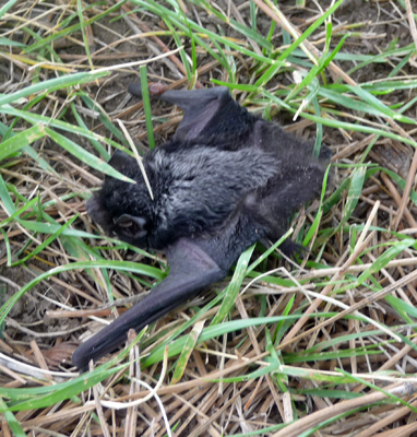 sleeping bat in grass